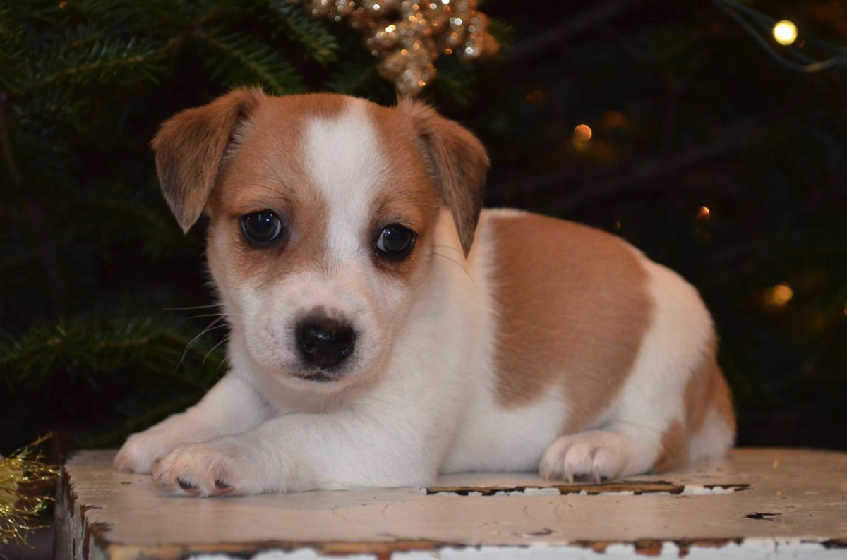 Teegan is a Jack Russell Puppy that likes to visit New york in the summertime