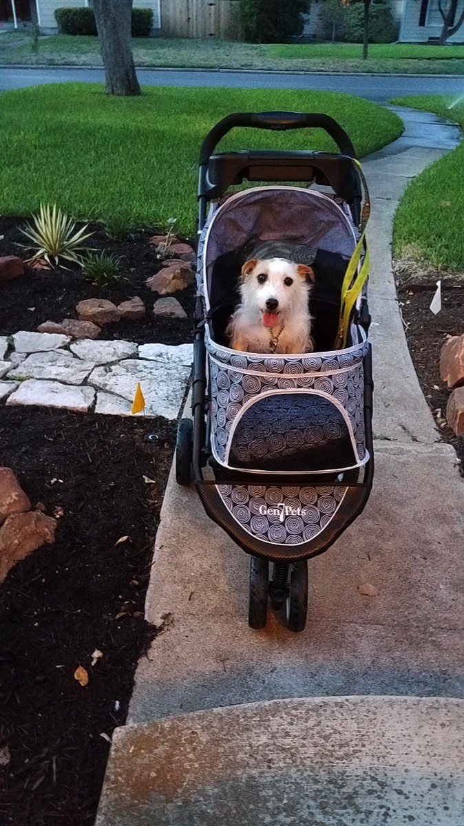 you can push your dog in a stroller if you want like erin likes to do in texas